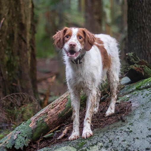 Brittany steht auf dem Felsen