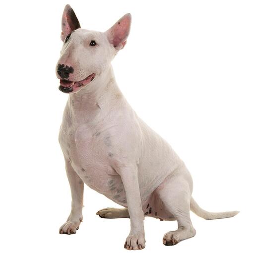 Bullterrier