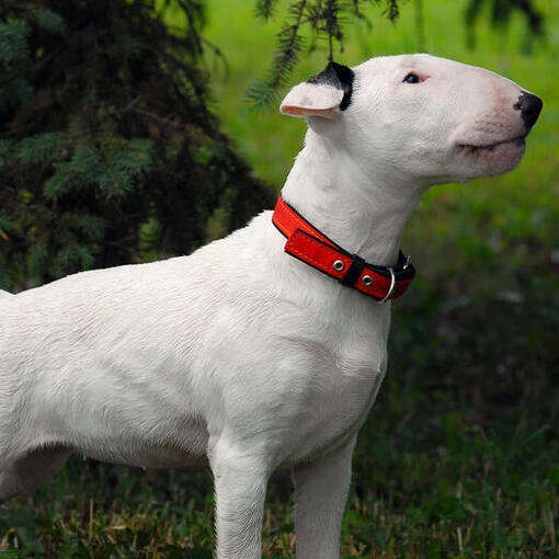 Bullterrier steht auf dem Gras