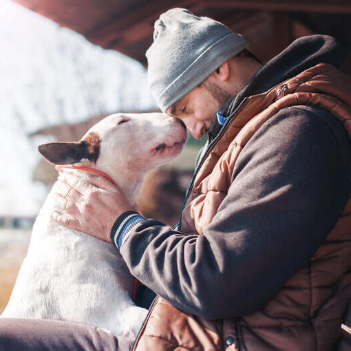 Bullterrier mit dem Besitzer