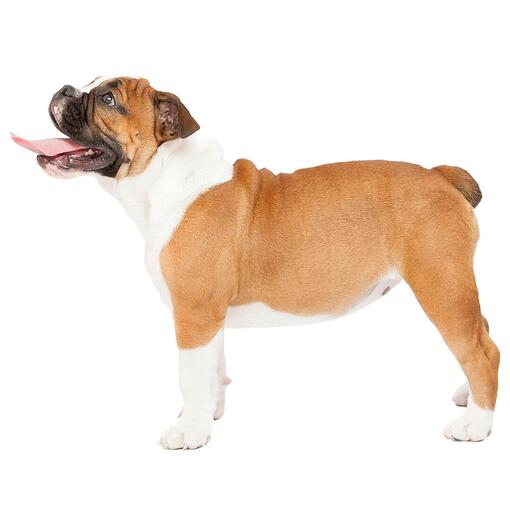 Bulldoggen-Hunderasse