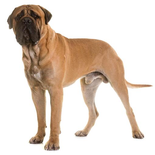 Bullmastiff-Hunderasse