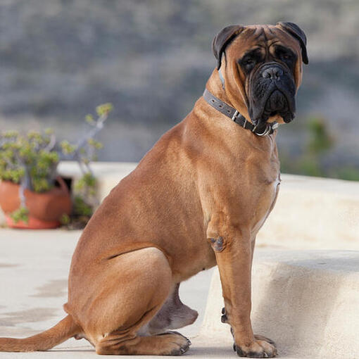 Bullmastiff sitzt auf dem Hof