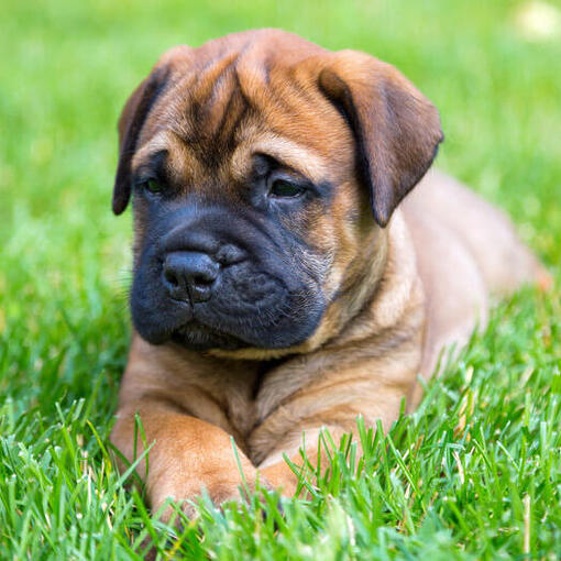 Bullmastiff-Welpe liegt auf dem Gras