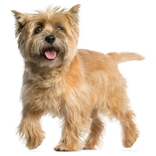 Hunderasse Cairn Terrier