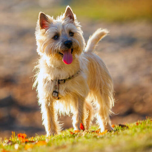 Cairn Terrier steht auf dem Hügel