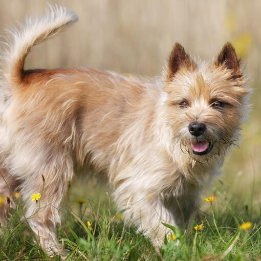 Cairn Terrier in einem Blumenfeld