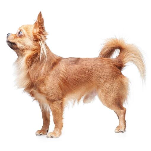 Hunderasse Chihuahua (Langmantel).