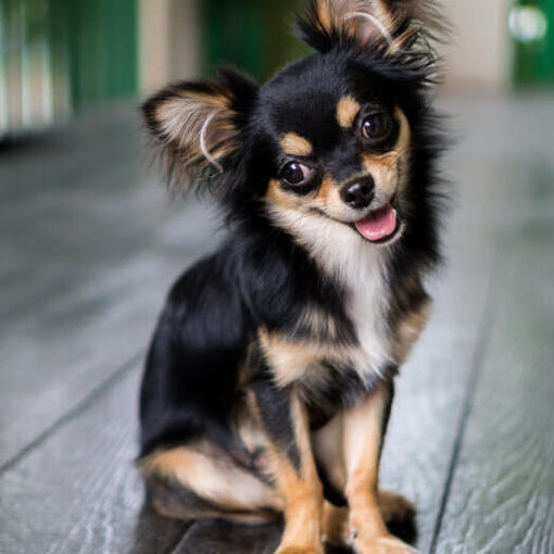Langhaariger Chihuahua sitzend
