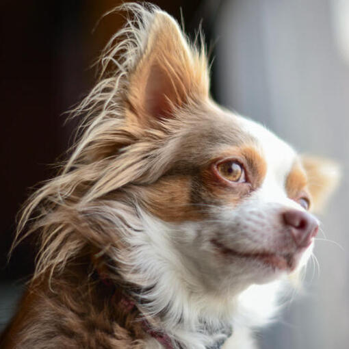 Brauner Langmantel-Chihuahua beobachtet