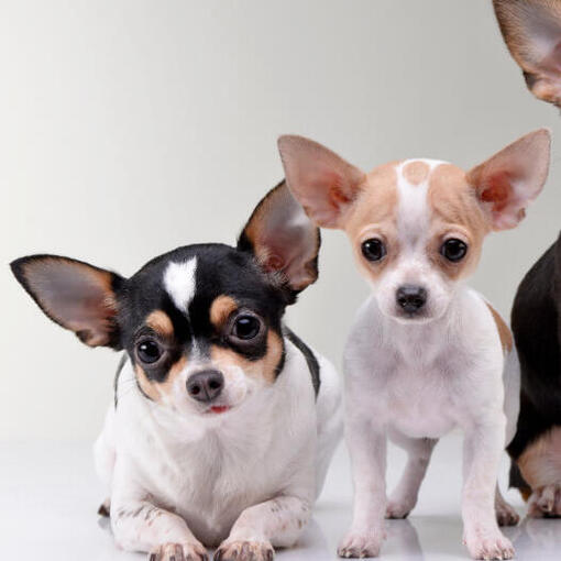 Drei Chihuahuas