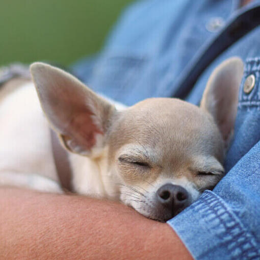 Chihuahua schläft auf den Händen eines Mannes.