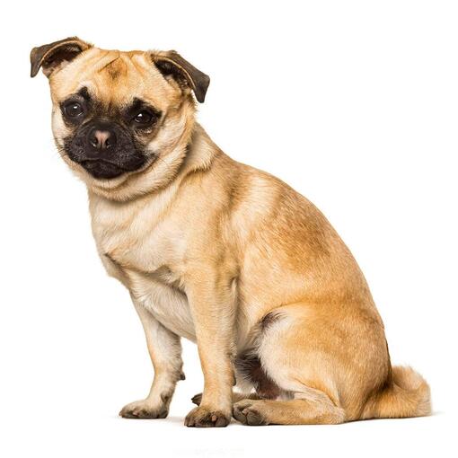 Chug-Hunderasse