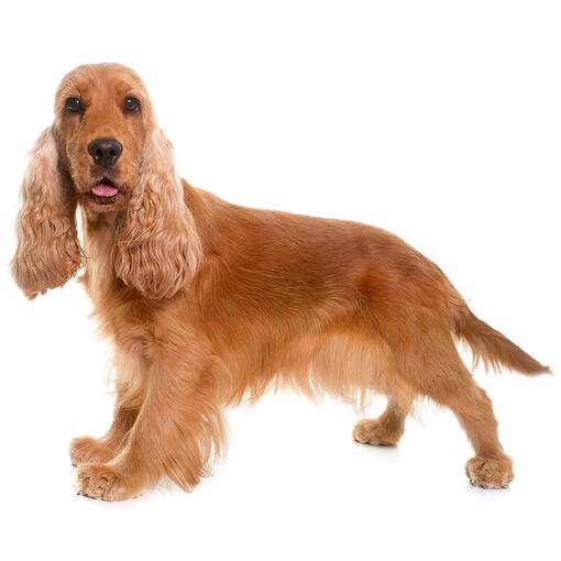 Hunderasse Cocker Spaniel (Englisch).