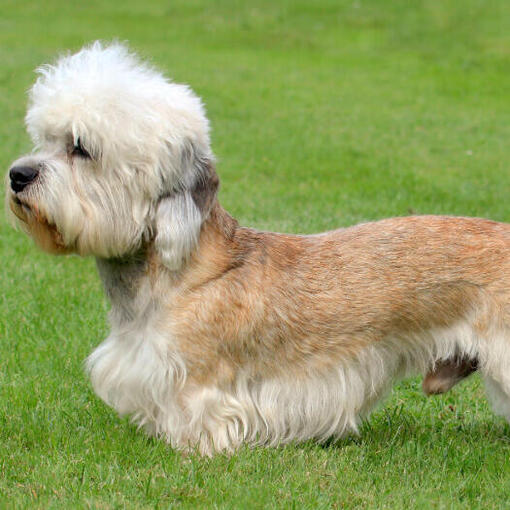 Dandie Dinmont Terrier steht auf dem Gras