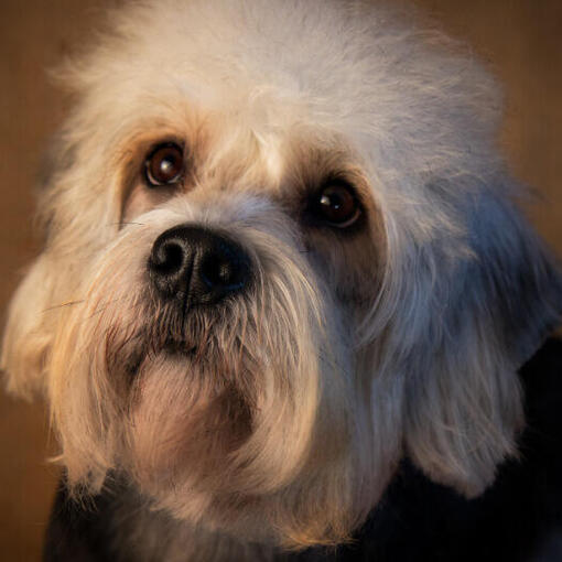 Dandie Dinmont Terrier steht und schaut zu