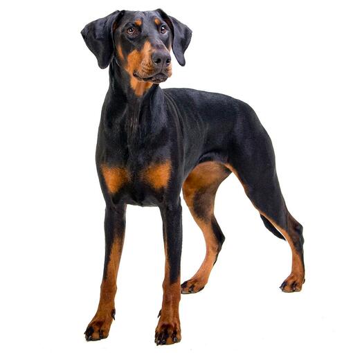 Hunderasse Dobermann