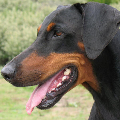 Dobermann blickt nach links