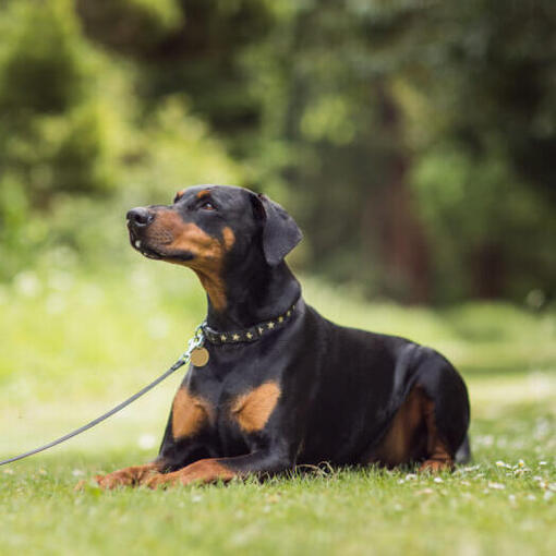 Dobermann liegt auf dem Gras