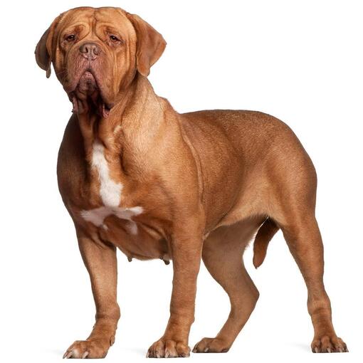 Hunderasse Bordeauxdogge
