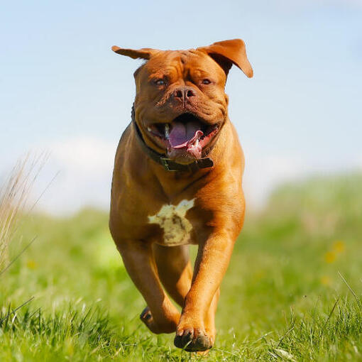 Glückliche Bordeauxdogge läuft auf dem Feld