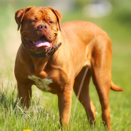 Bordeauxdogge steht auf dem Gras