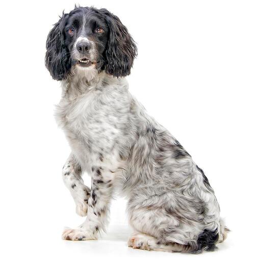 Hunderasse Englischer Springer Spaniel