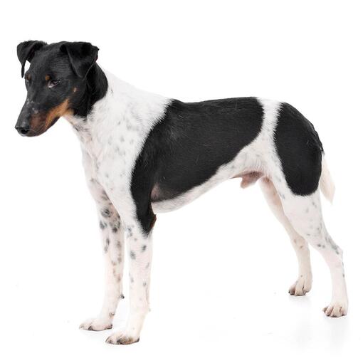 Hunderasse Foxterrier mit glattem Fell