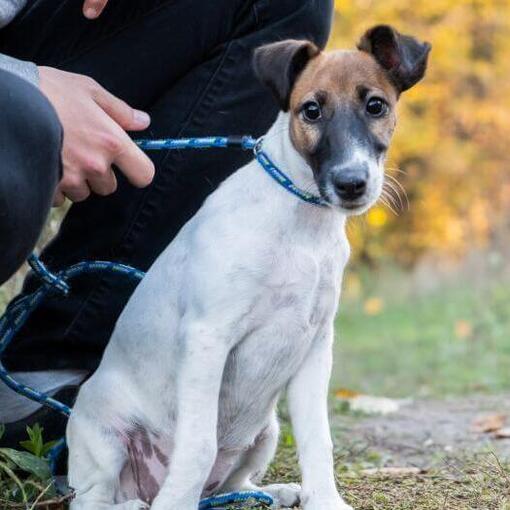 Smooth Coated Foxterrier mit blauem Kragen