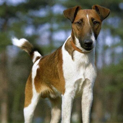 Foxterrier mit glattem Fell steht im Wald