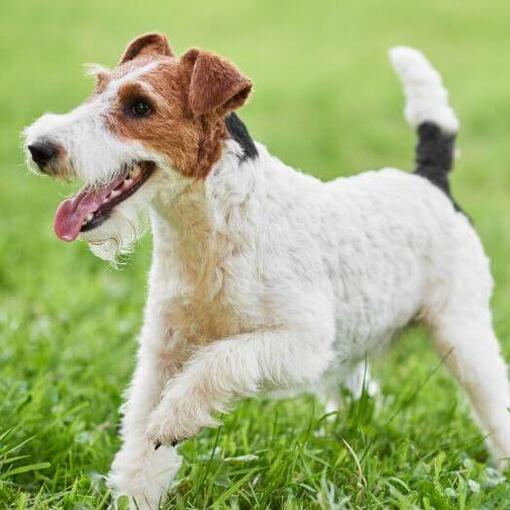 Wire Coated Foxterrier spielt auf dem Rasen
