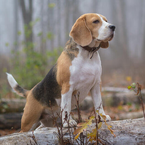 Beagle im Wald