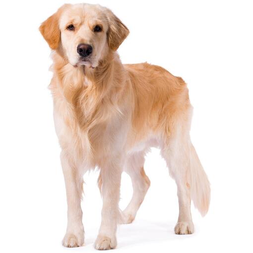 Hunderasse Golden Retriever