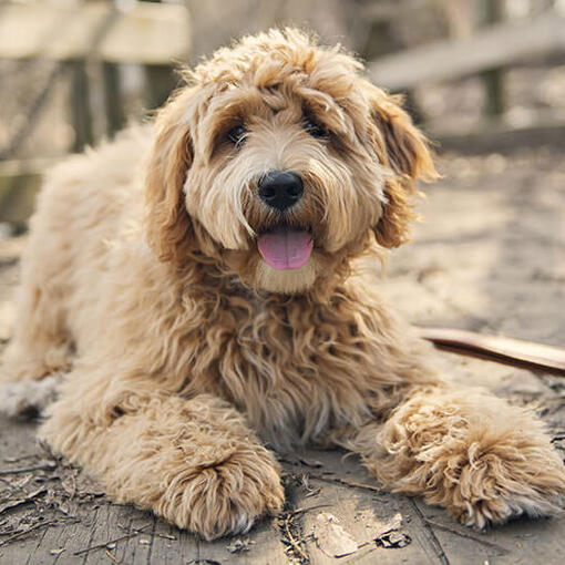 Goldendoodle legt sich hin