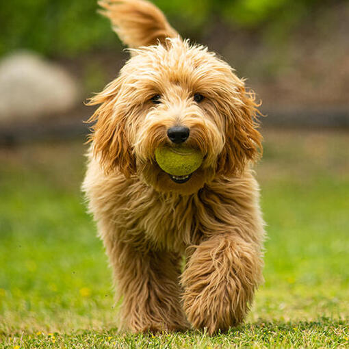 Goldendoodle läuft mit Ball