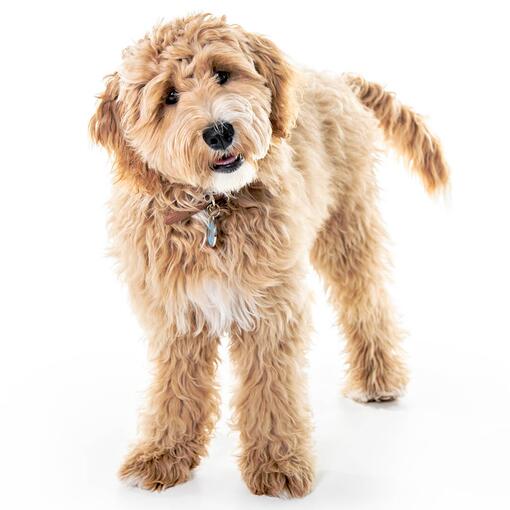 Goldendoodle-Hunderasse