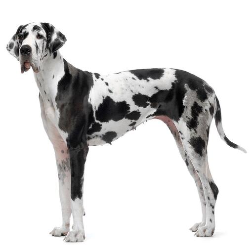 Hunderasse Deutsche Dogge