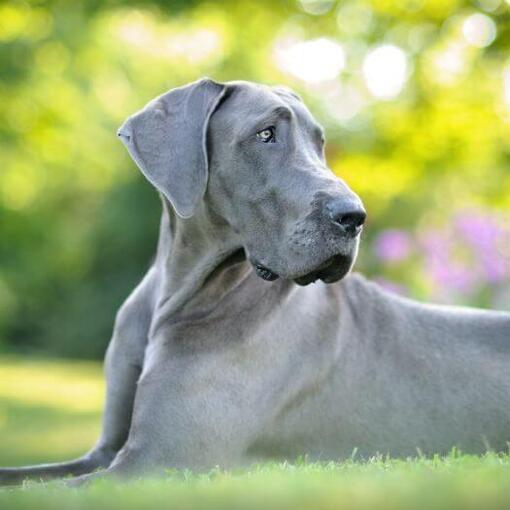 Graue Deutsche Dogge liegt auf dem Gras