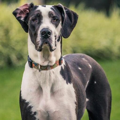 Deutsche Dogge steht auf dem Gras