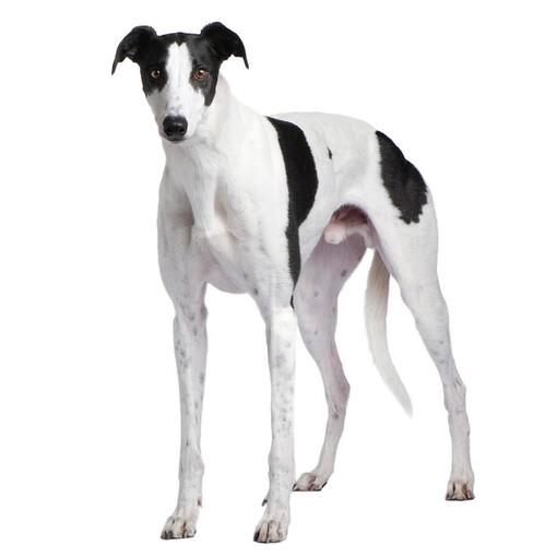 Windhund-Hunderasse