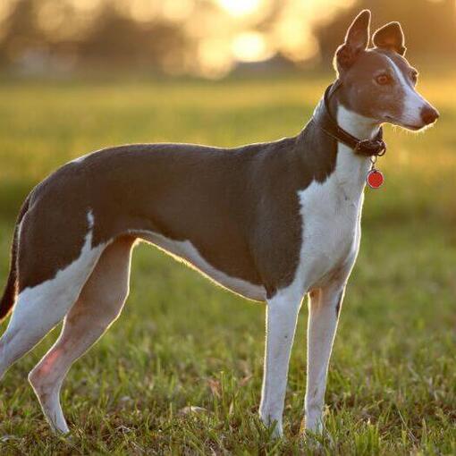 Windhund steht an einem warmen Sommerabend auf dem Feld