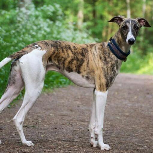 Windhund geht im Wald spazieren