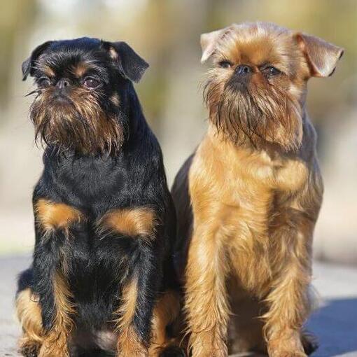 Zwei Griffon Bruxellois stehen