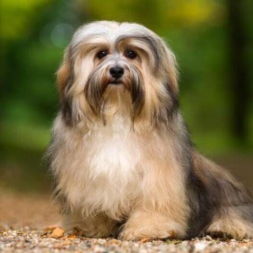 Hund steht im Park