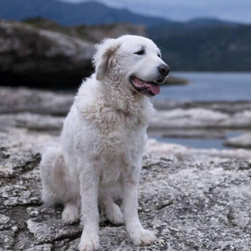 Der Ungar Kuvasz steht am Strand am See und Wald