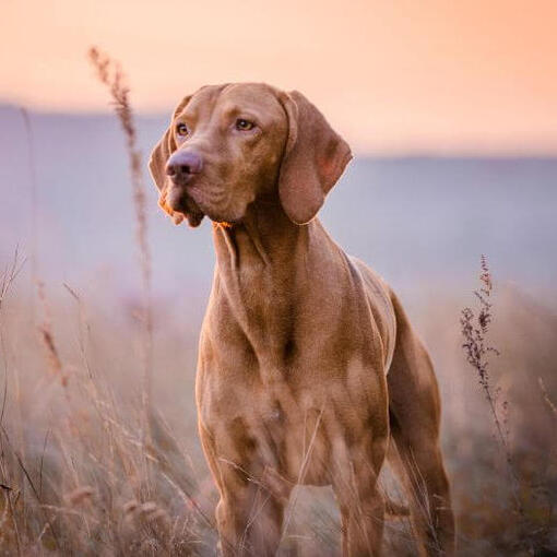 Brown Vizsla läuft auf dem Feld