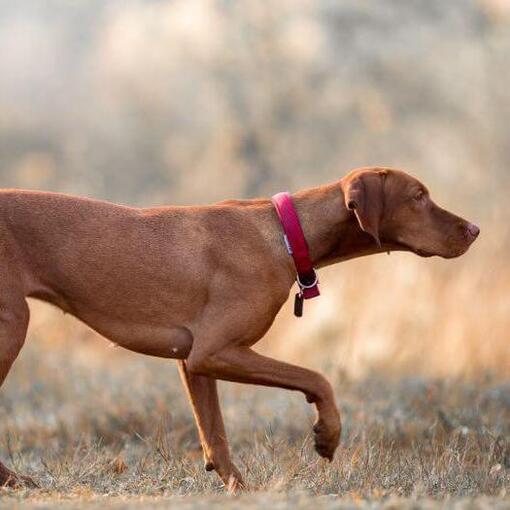 Brown Vizsla steht am Feld