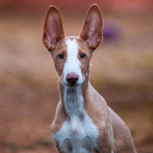 Ibizan Hound beobachtet jemanden