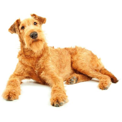 Hunderasse Irish Terrier