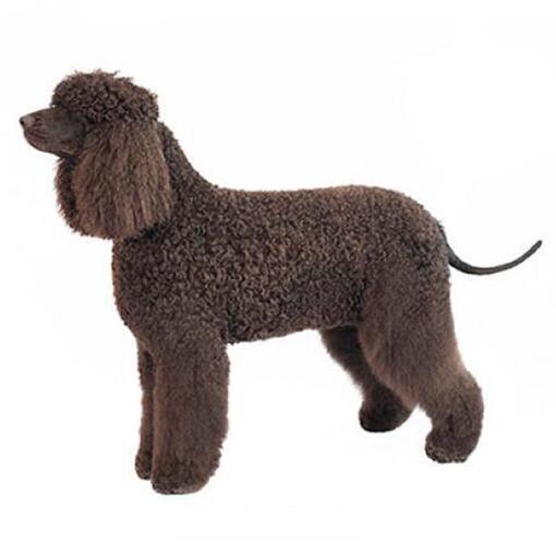 Hunderasse Irish Water Spaniel